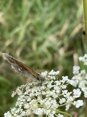 Coenonympha california