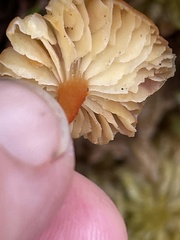 Hygrocybe