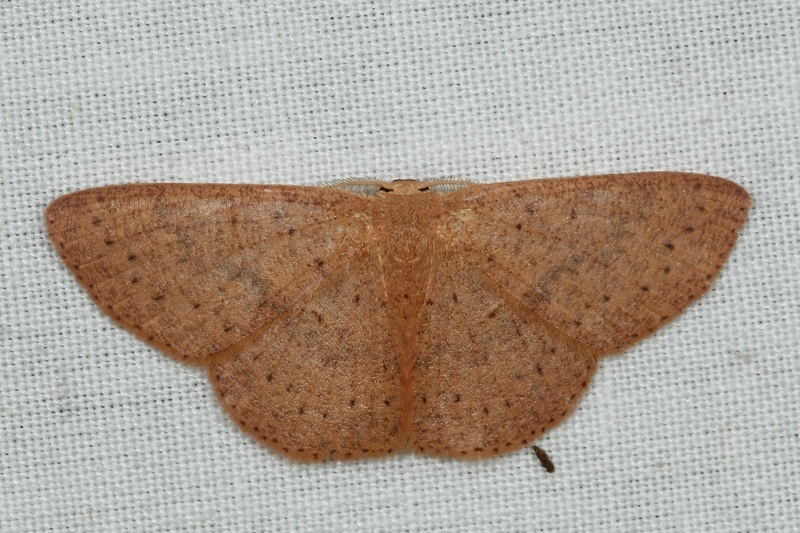 Perixera denticulata