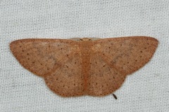 Perixera denticulata