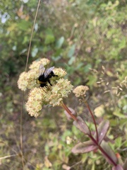 Bombus terrestris