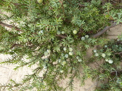 Juniperus macrocarpa
