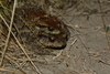 Bufo andrewsi - Photo (c) Maoliang, some rights reserved (CC BY-NC), uploaded by Maoliang
