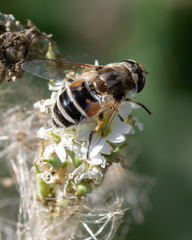 Eristalis