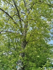 Platanus