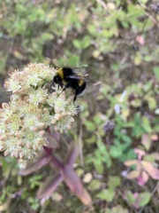 Bombus terrestris