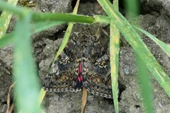 Catocala sponsa