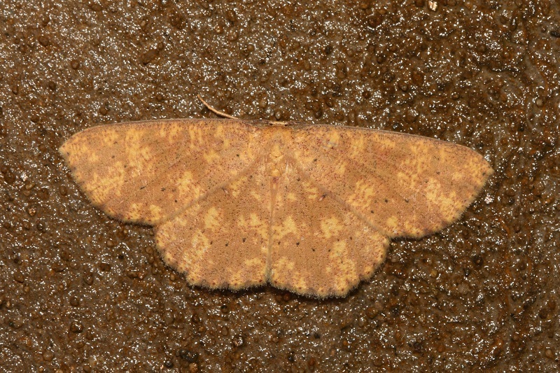 Cyclophora alienaria