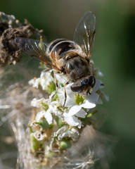 Eristalis