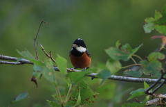 Sittiparus castaneoventris