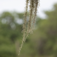 Tillandsia usneoides
