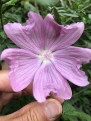 Malva moschata