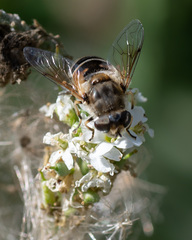 Eristalis