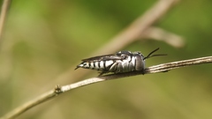 Coelioxys