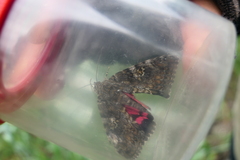 Catocala sponsa