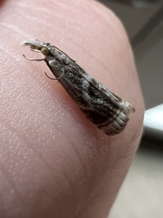 Microcrambus elegans