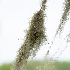 Tillandsia usneoides