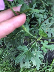 Malva moschata
