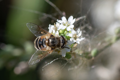 Eristalis