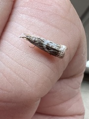 Microcrambus elegans
