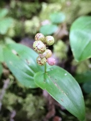 Maianthemum canadense