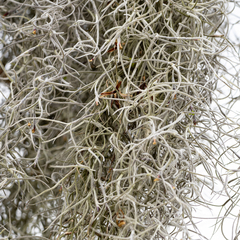 Tillandsia usneoides