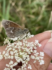 Coenonympha california