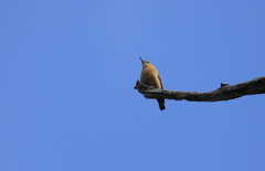 Sitta europaea formosana