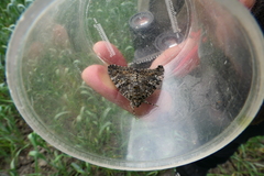Catocala sponsa