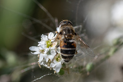 Eristalis
