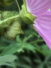 Malva moschata