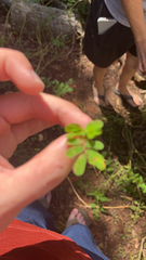 Phyllanthus urinaria