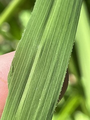 Leersia oryzoides