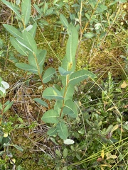 Salix pedicellaris