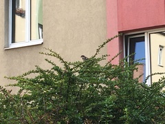 Passer domesticus