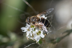 Eristalis