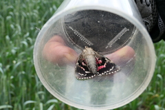 Catocala sponsa