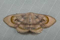 Problepsis achlyobathra