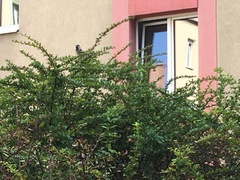 Passer domesticus