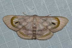 Problepsis achlyobathra