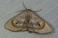 Problepsis achlyobathra