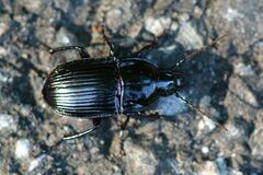 Abax ovalis