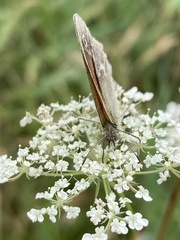 Coenonympha california