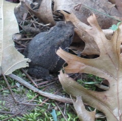 Anaxyrus americanus