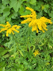 Solidago juncea