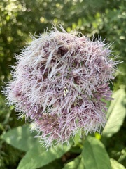 Eutrochium maculatum