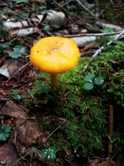 Amanita flavoconia
