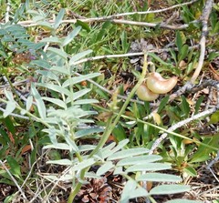 Astragalus bolanderi