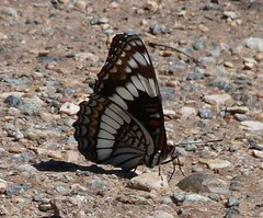 Limenitis weidemeyerii