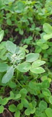 Chenopodium album